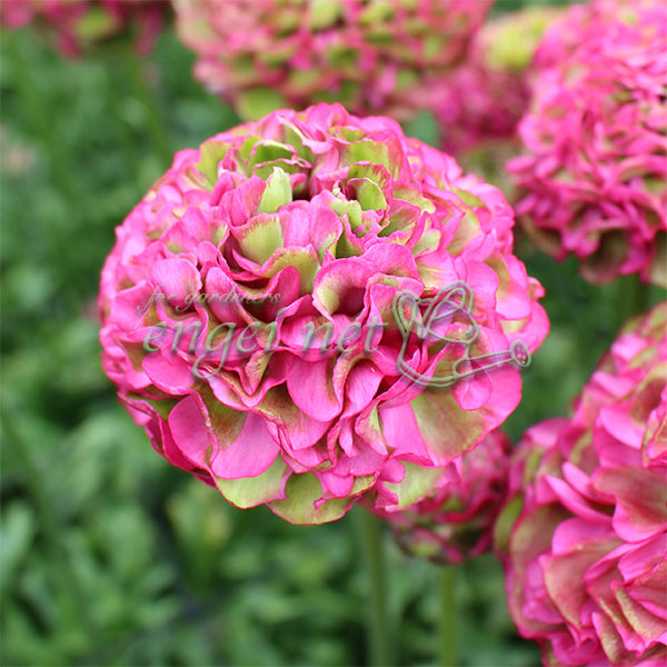 ラナンキュラス：ポンポン　アラジン5号鉢植え