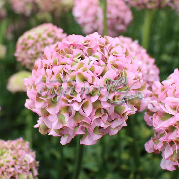 ラナンキュラス：ポンポン　キャンディ5号鉢植え