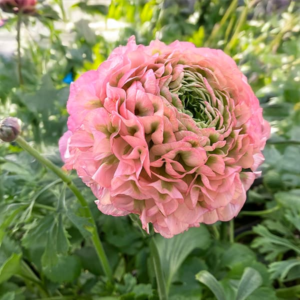 ラナンキュラス：ポンポン　アリス5号鉢植え