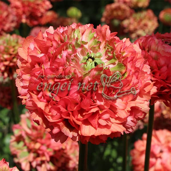 ラナンキュラス：ポンポン　ミネルバ5号鉢植え