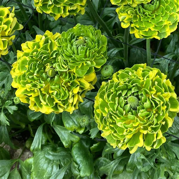 ラナンキュラス：ポンポン　ピーターパン5号鉢植え