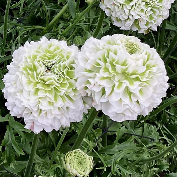 ラナンキュラス：ポンポン　キャスパー5号鉢植え