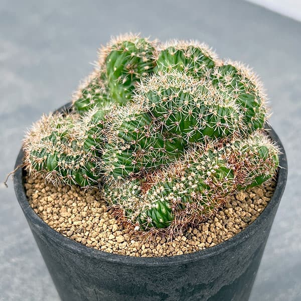 サボテン:エキノプシス 扇峰 3号ポット