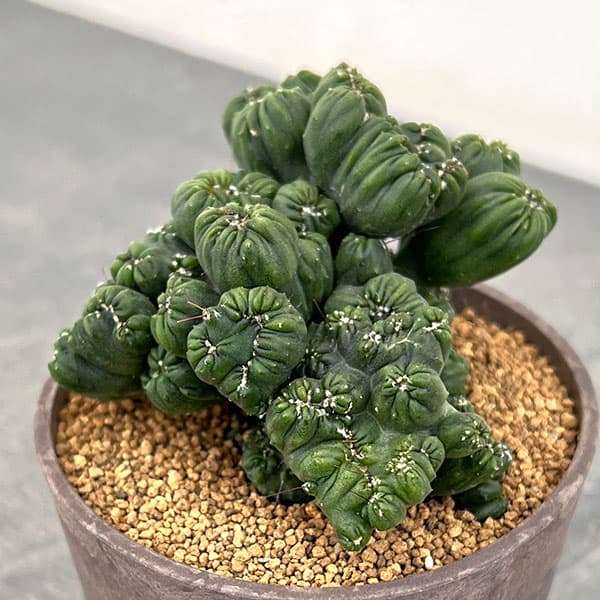 サボテン:セレウス 黒獅子 3号ポット