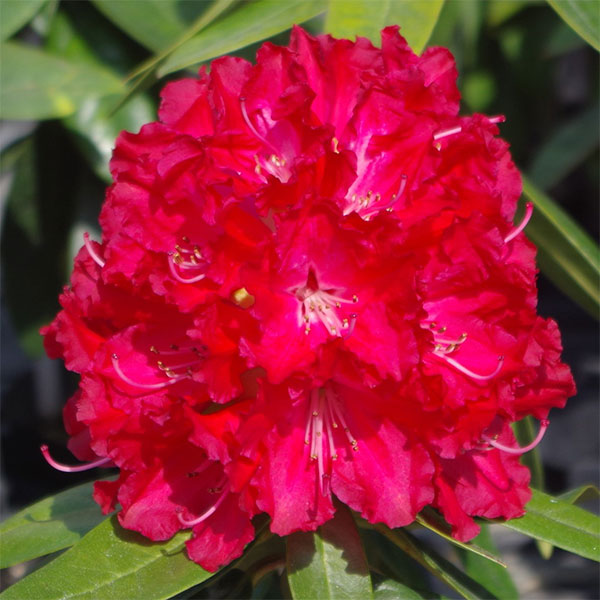 西洋シャクナゲ：バーニングラブ3.5号ポット