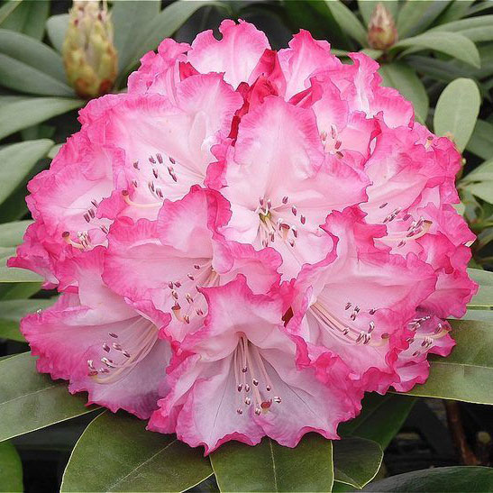 西洋シャクナゲ：ドレスアップ3.5号ポット