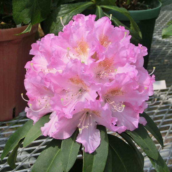 西洋シャクナゲ：ビューティーエンプレス3.5号ポット