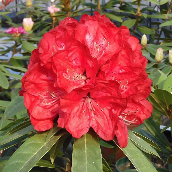 西洋シャクナゲ： ファイアードラゴン3.5号ポット