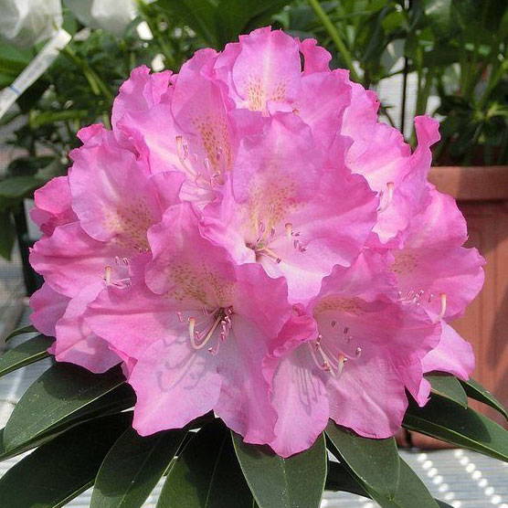 西洋シャクナゲ：ラブミー3.5号ポット