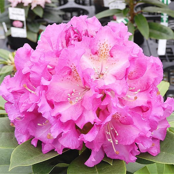 西洋シャクナゲ：レディーローズ3.5号ポット