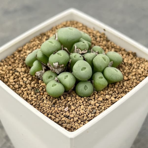 コノフィツム：ウィルヘルミー3号鉢植え