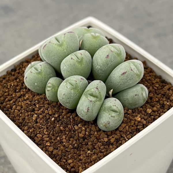コノフィツム:ルイザエ 3号鉢植え