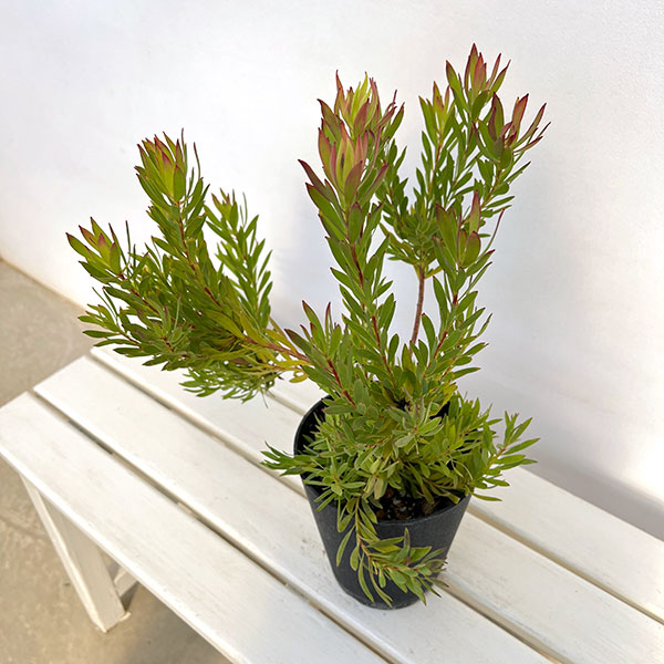 リューカデンドロン:ゾーイ 5号鉢植え