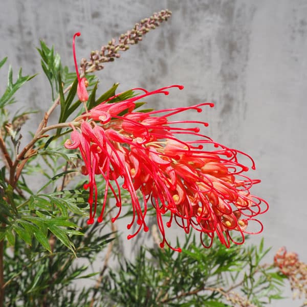 園芸ネット本店｜グレビレア：ロビンゴードン 5号ポット の通販【公式】