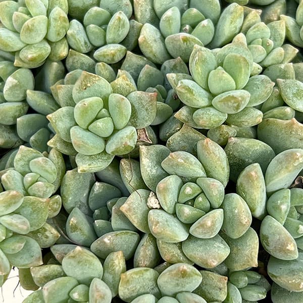 エケベリア:プロリフィカ 3号ポット