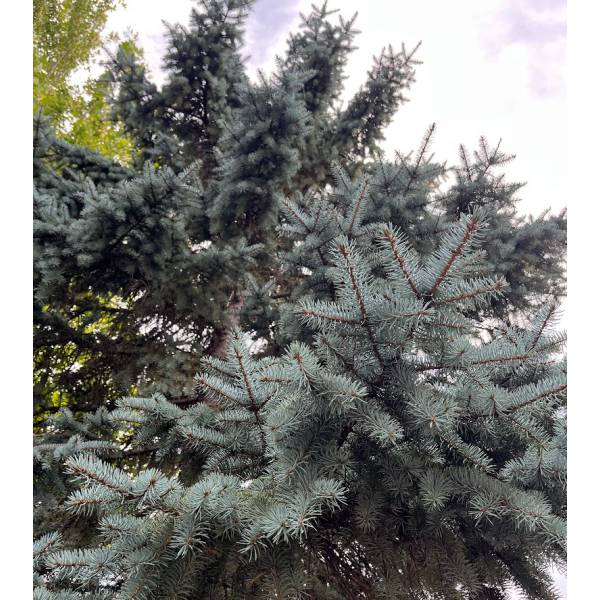 ピセアプンゲンス（プンゲンストウヒ）：コスター樹高60cm根巻き