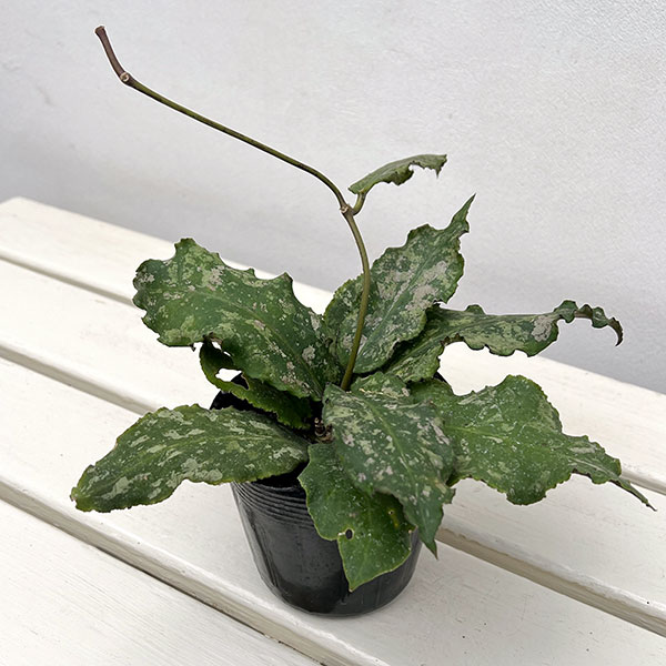 ホヤ：ウンデュラータ　3.5号ポット