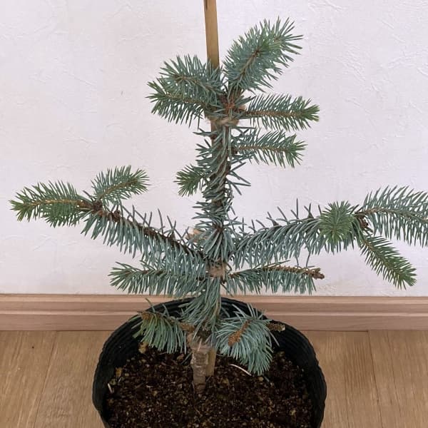 ピセアプンゲンス（プンゲンストウヒ）：エリックフラム7号ポット