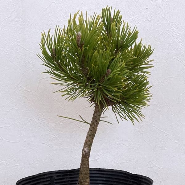 マツ（松）：コントルタマツ　フリシアンゴールド7号ポット