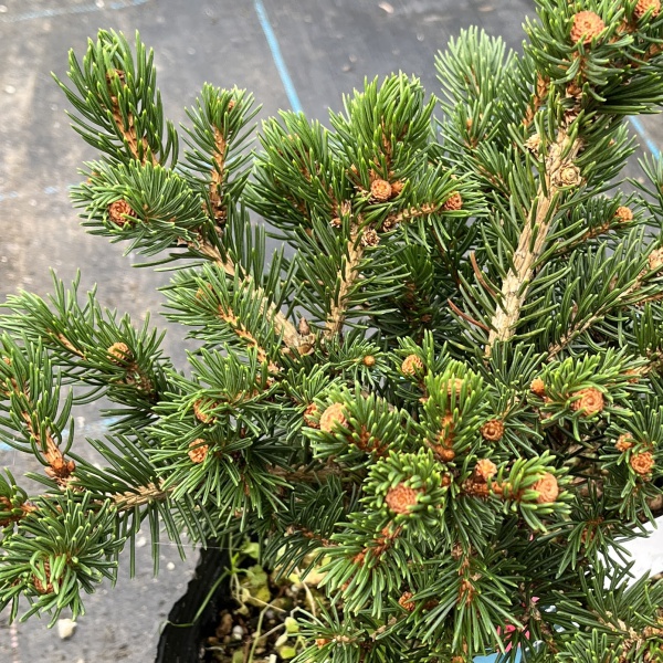 ピセアプンゲンス（プンゲンストウヒ）：ラッキーストライク7号ポット