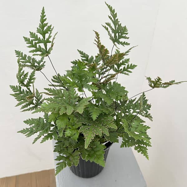 ドリオプテリス:コンカラー 5号鉢植え