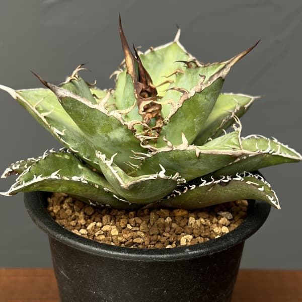 アガベ:オテロイ 3号鉢植え