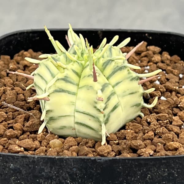 ユーフォルビア:メロフォルミス錦 2.5号スクエア鉢植え*