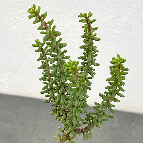 ケラリア:ナマクエンシス 2.5号鉢植え