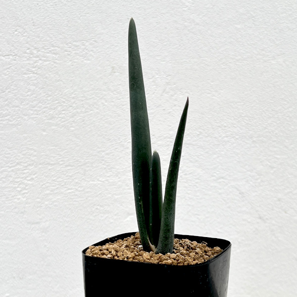 アロエ:スザンナエ 2.5号鉢植え