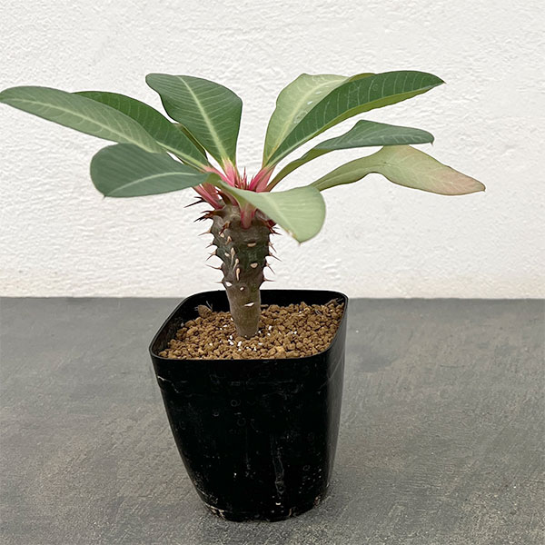 ユーフォルビア:ビグエリー 2.5号鉢植え