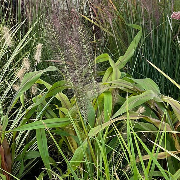 ペンニセツム(ファウンテングラス):アロペクロイデス ビリデスケンス(赤穂)5号鉢植え