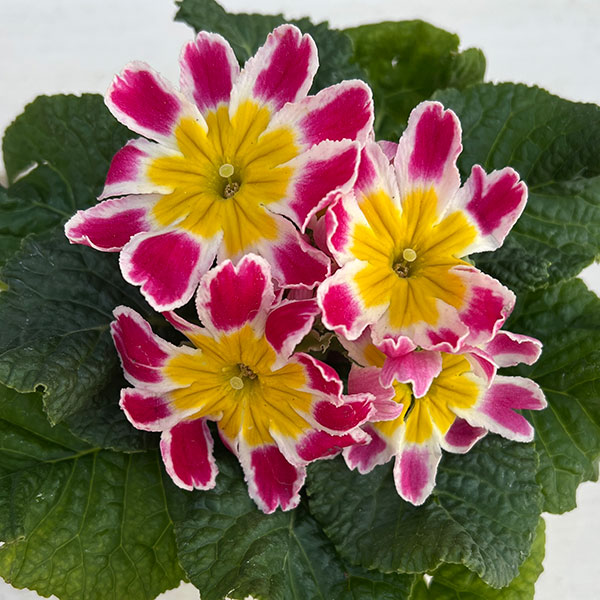 プリムラ： スターフィーバー　ピンク3-3.5号ポット