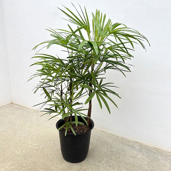 園芸ネット本店｜シュロチク：錦松 8号鉢植え の通販【公式】