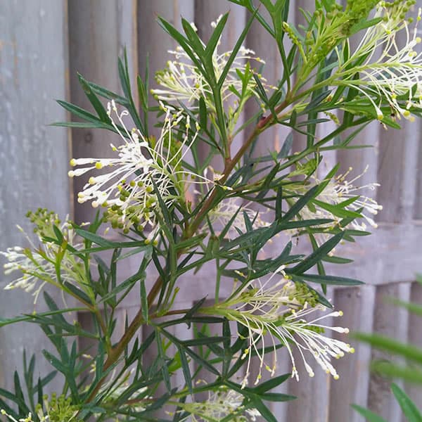 グレビレア：ホワイトウィングス4号ポット