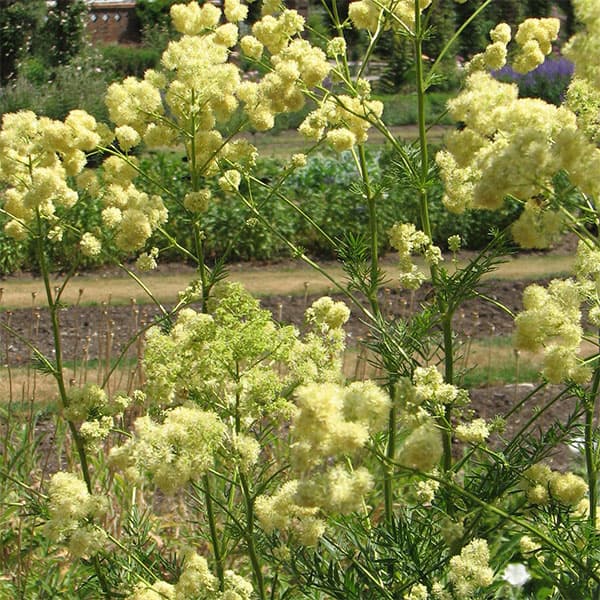 タリクトラム ：ルキデュム3-3.5号ポット