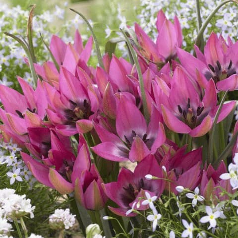 [棚卸セール]チューリップ（原種系）：ノラ　3球セット