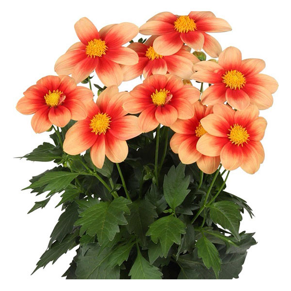 [26年3月中下旬予約]ダリア：サマービーズ・サーモンバイカラー3.5号ポット