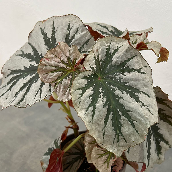 ベゴニア:ルッキンググラス 4鉢植え