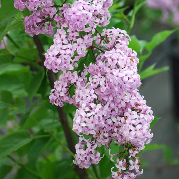 ヒメライラック：ライラックサンデー4号ポット*