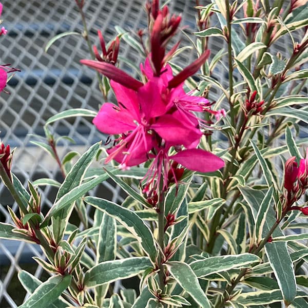 ガウラ （白蝶草）：フィリーマジック3.5号ポット