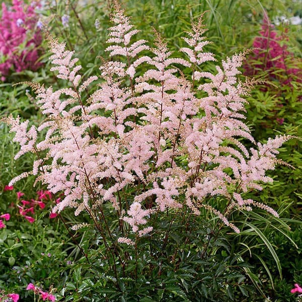 アスチルベ：プリティインピンク6号ポット