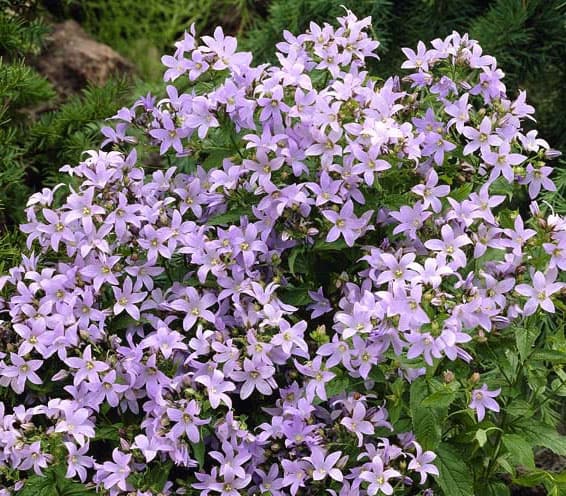 カンパニュラ：ラクチフローラ3号ポット