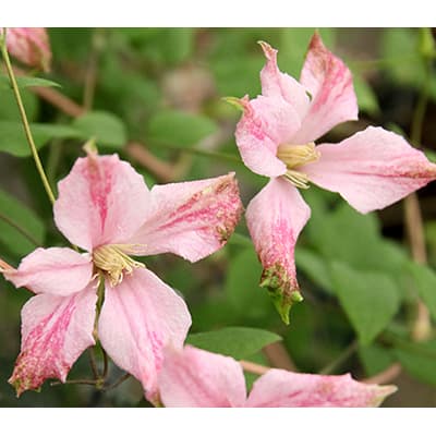 [26年2月中下旬予約]クレマチス：ピンク・テイラー（PVP）4.5号ポット(テキセンシス・ビオルナ系)