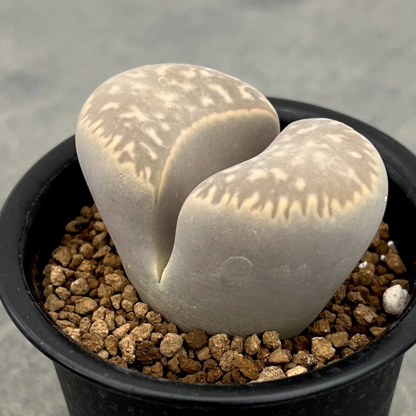 リトープス:繭形玉(まゆがたぎょく)2.5号鉢植え*
