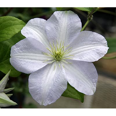 [26年2月中下旬予約]クレマチス：ホワイト・アルバム（PVP）4.5号ポット（ジャックマニー系）