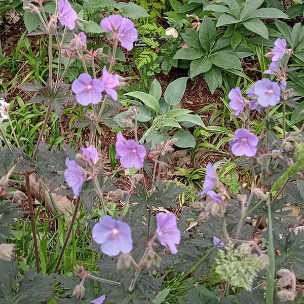 ゲラニウム：ブームショコラータ4号ポット