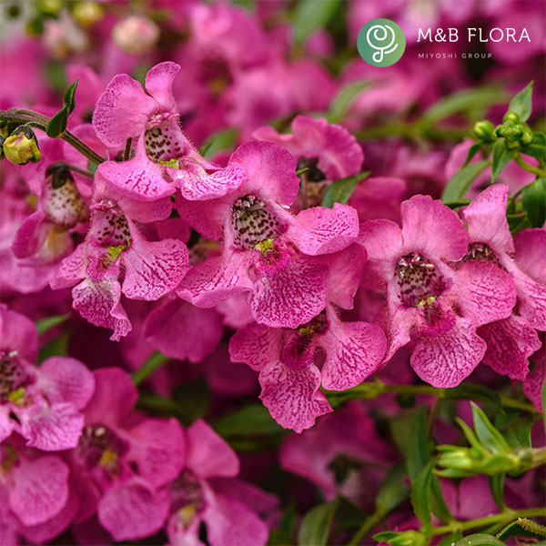 [26年5月中下旬予約]アンゲロニア：エンジェルミスト　ピンク3.5号ポット