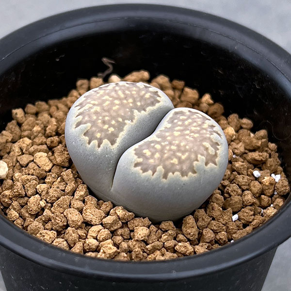 リトープス:マルチーニ 2.5号鉢植え