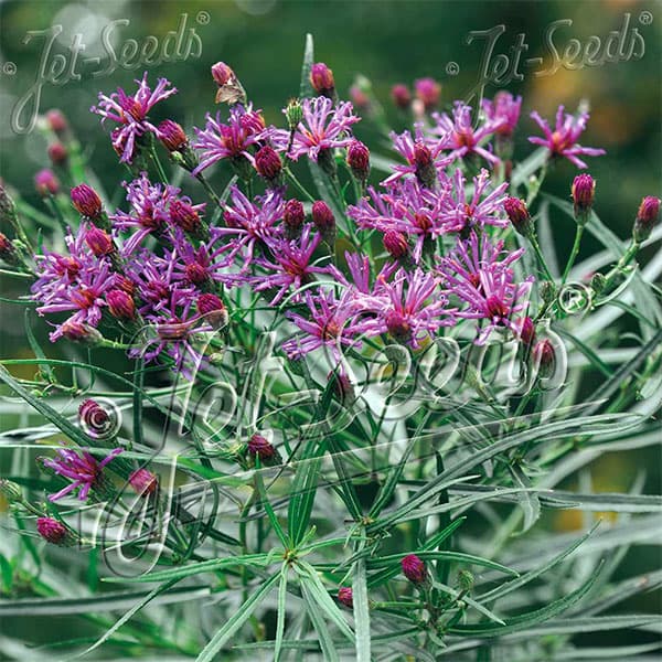 バーノニア:レターマニー3号ポット