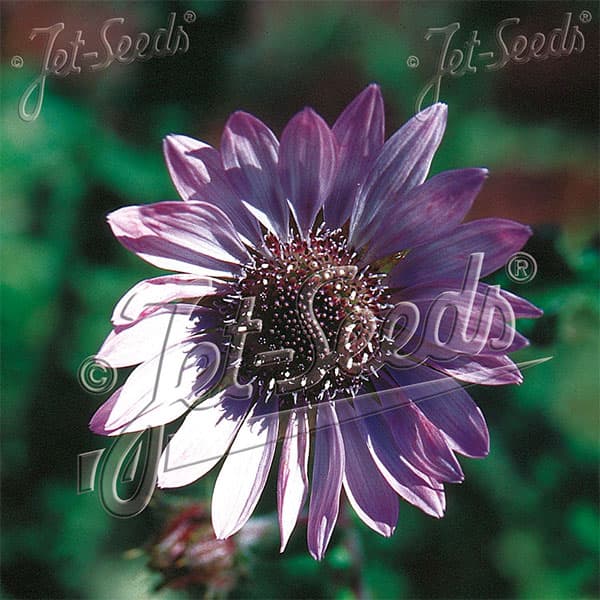 ベルケア:パープレア(プルプレア)3号ポット